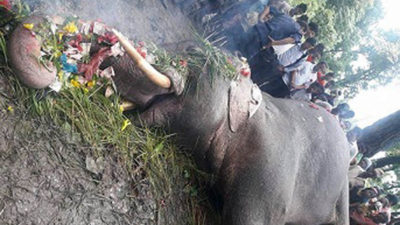 Twenty five elephants die in CNP since 2002  