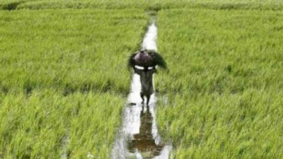 Farmers worried due to incessant rainfall