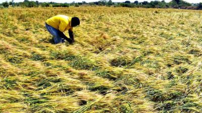 Rainfall damages houses,paddy and vegetables