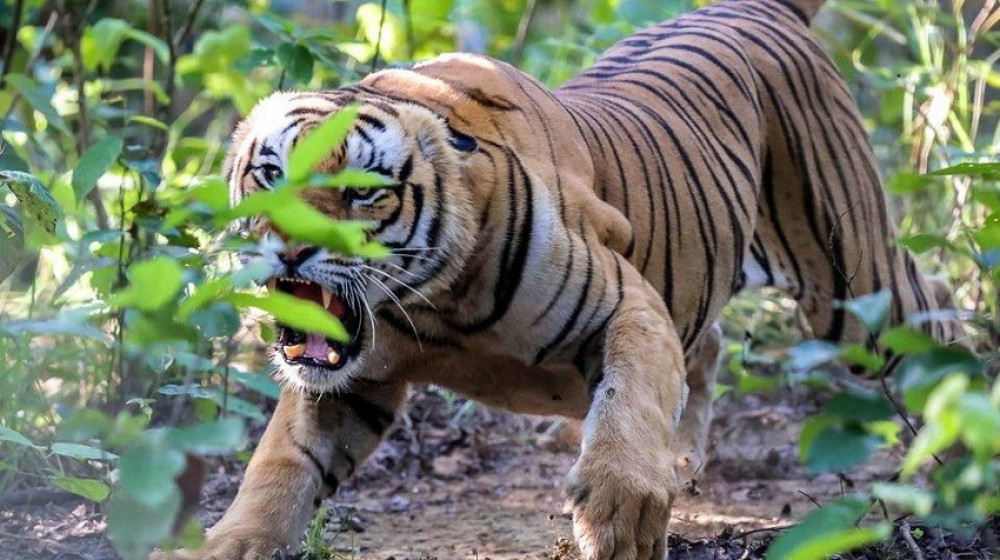 Tiger attacking people under surveillance - KathmanduPati