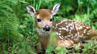 Wounded and helpless wild life reserve center set up