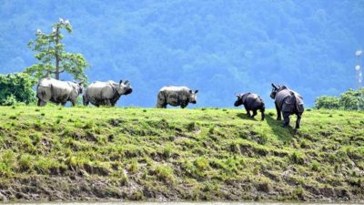 Thirty-six rhinos perish in CNP in one year
