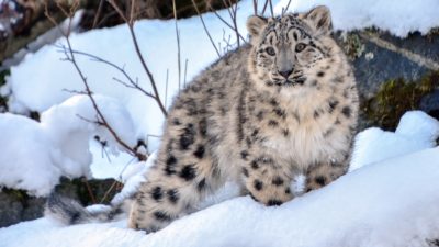 Snow leopard research centre being set up