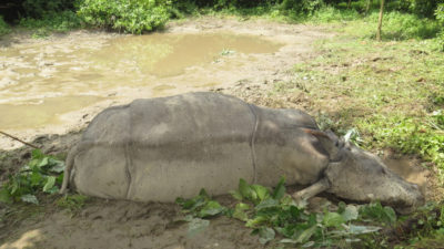 Rhino found dead