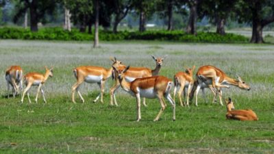 Jungle safari and walking tours open in Shuklaphanta National Park