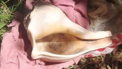 Highly valuable conch of Chandannath detected after four years