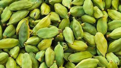 Federal government to take initiative for setup of cardamom processing…