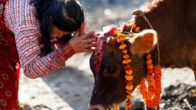 Gai Tihar being observed