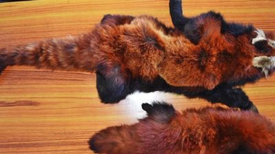 Four people arrested with red panda hide