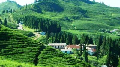 Favourable weather helps improve tea production