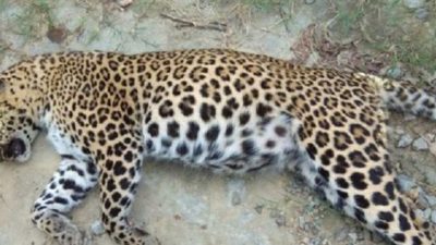 Adult female leopard found dead