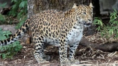 Leopard menace in Tanahun