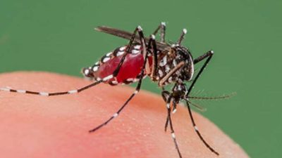Kanchanpur sees high risk of dengue; shortage of testing kit