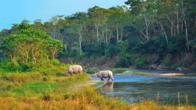 Arrival of tourists at Chitwwan National Park increased last year