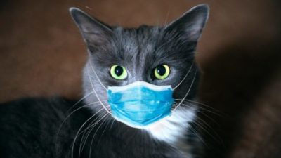 Coronavirus infection found in cat for the first time in…