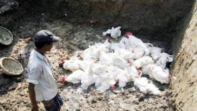 High alert adopted in Chitwan as bird flu surfaces in…
