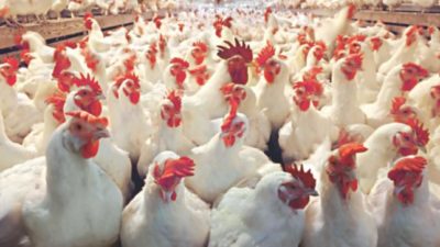 Poultry products costlier due to dependency on feeds from outside