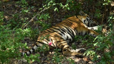 Three tigers die in cage of Parsa National Park