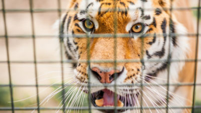 Man-eater tiger brought to central zoo