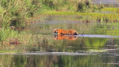 Tourists make beeline at Bardiya National Park to see tiger…