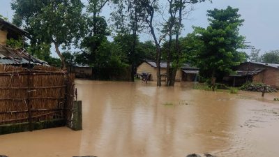 Kailali flooding: Cattle also on verge of death in lack…