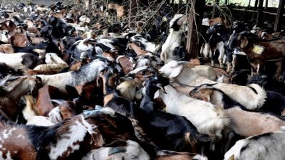 Himalayan Goats being brought to Kathmandu from Darchula for Dashain