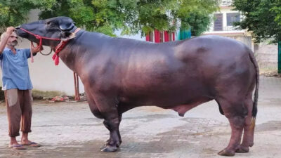 Murrah buffalo bulls gifted by India will arrive in two…