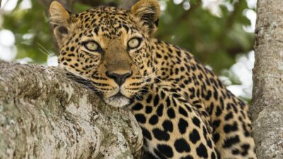 One injured in leopard attack in Chandragiri-9