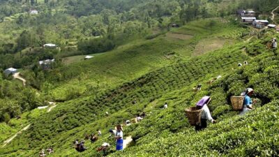 Koshi Province exports tea leaves worth Rs 2.6 billion in…