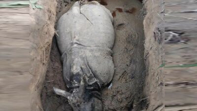 Poachers kill two rhinos in CNP