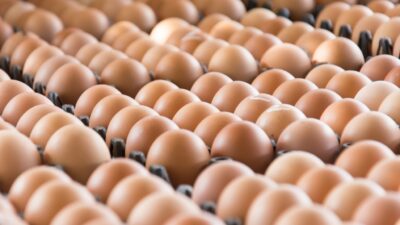 Eggs price increased