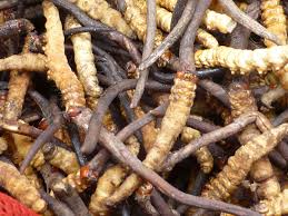 Yarsa picking begins in Manang