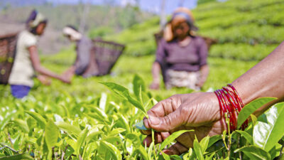 India eases tea import curbs, bringing relief to Nepali exporters