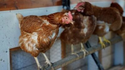 Bird Flu Confirmed in Bhaktapur Poultry Farms