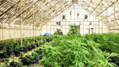 Nepal’s Gandaki legalises medical, industrial marijuana cultivation