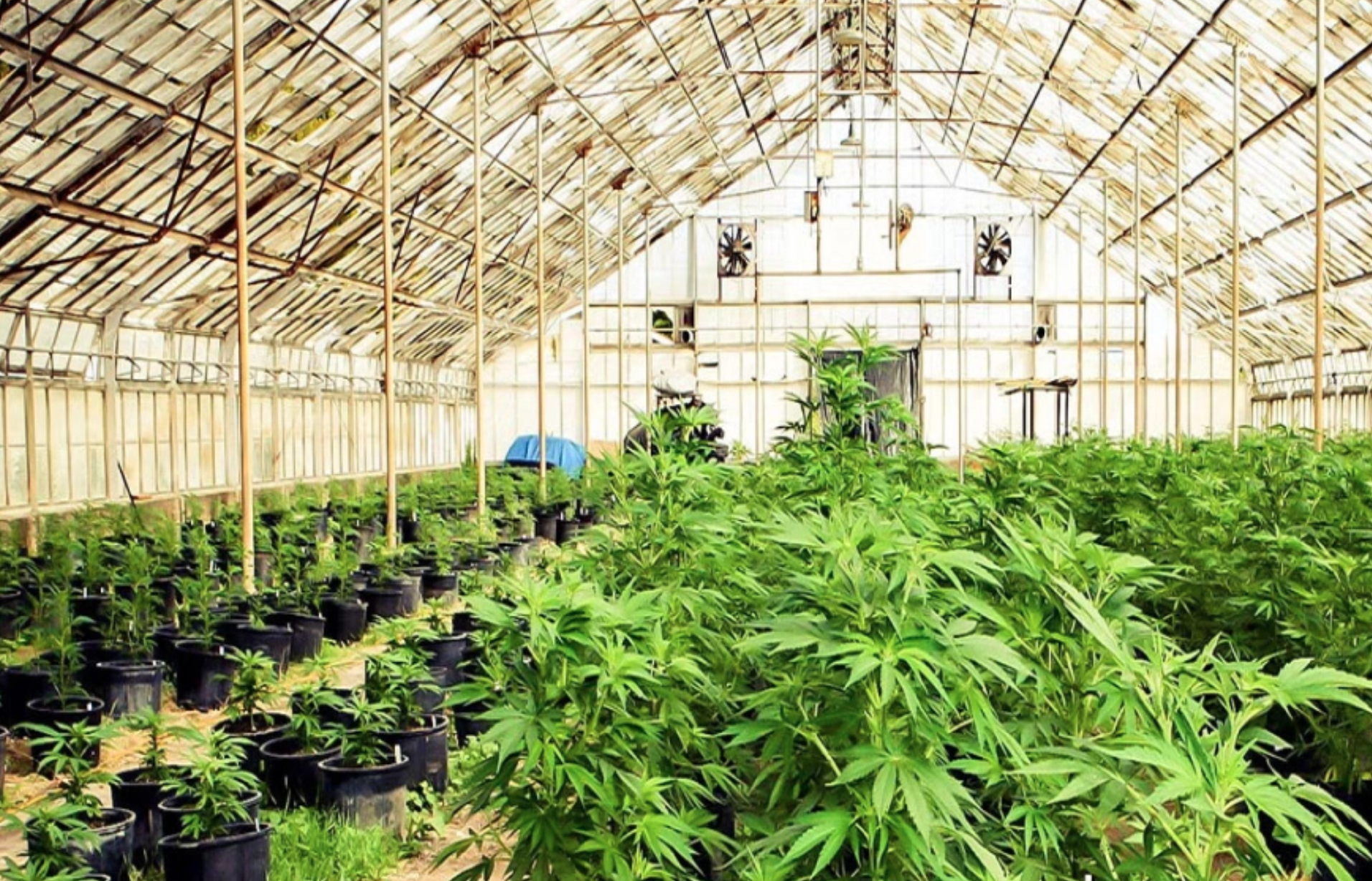 Nepal’s Gandaki legalises medical, industrial marijuana cultivation