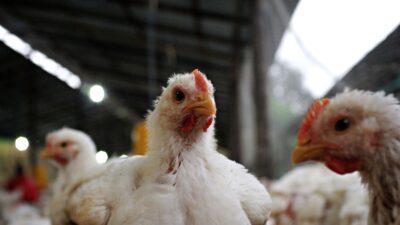 Bird flu brought under control in seven districts