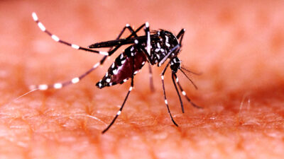 Japanese Encephalitis deaths rise, government urges vigilance